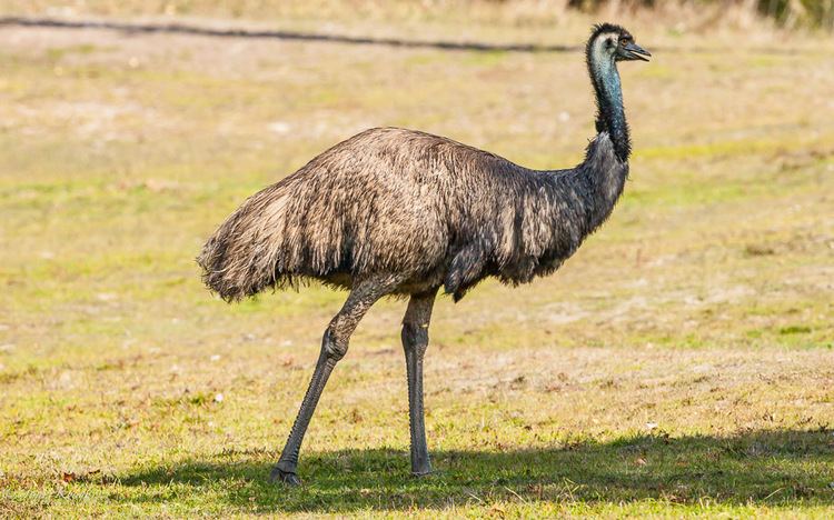 Casuariiformes emu cassowaries casuariiformes Deer Velvet Photography by John Kyngdon
