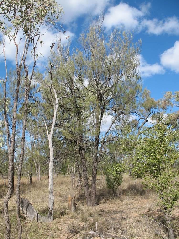 Casuarina cristata Belah