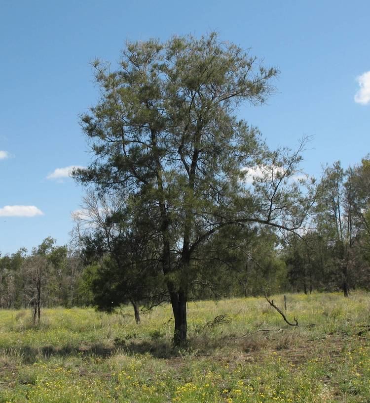 Casuarina cristata Belah