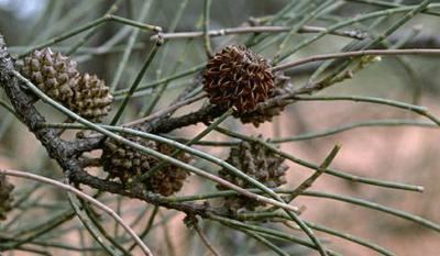 Casuarina cristata Factsheet Casuarina cristata