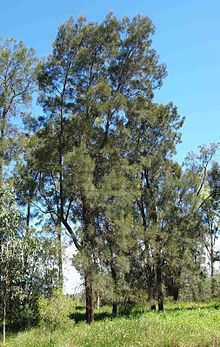 Casuarina cristata httpsuploadwikimediaorgwikipediacommonsthu