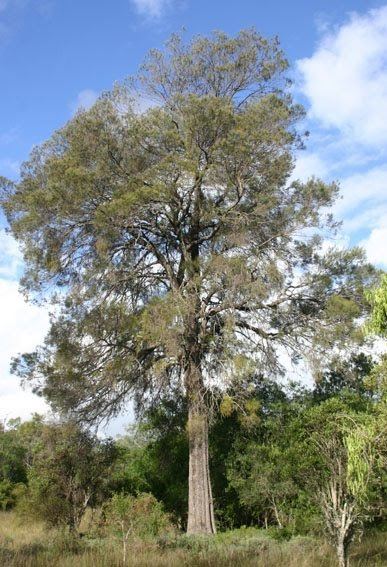 Casuarina cristata Toowoomba Plants Belah