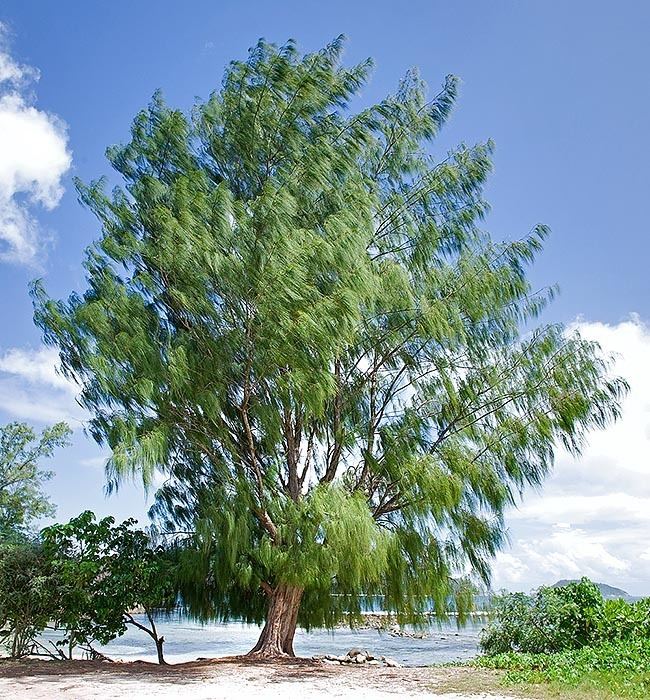 Casuarina equisetifolia Dr Giuseppe MAZZA Journalist Scientific photographer gt Casuarina