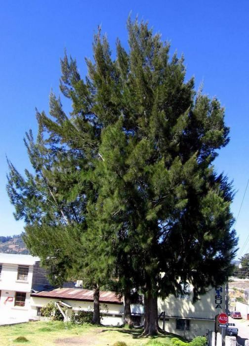 Casuarina equisetifolia Image Casuarina equisetifolia Australian Pine BioLibcz