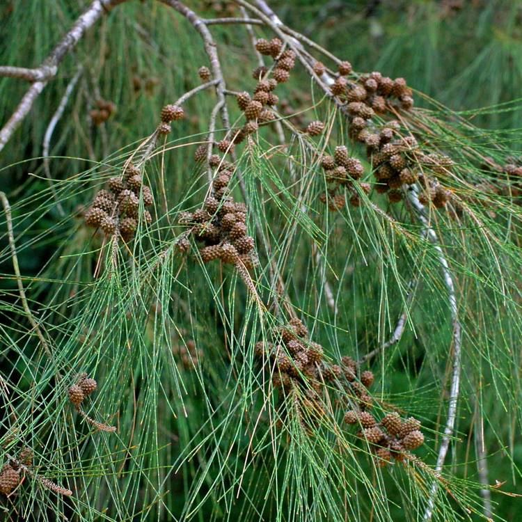 Casuarina equisetifolia Australian Seed CASUARINA equisetifolia