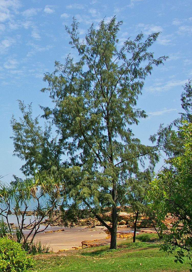 Casuarina equisetifolia uploadwikimediaorgwikipediacommons66fCasuar