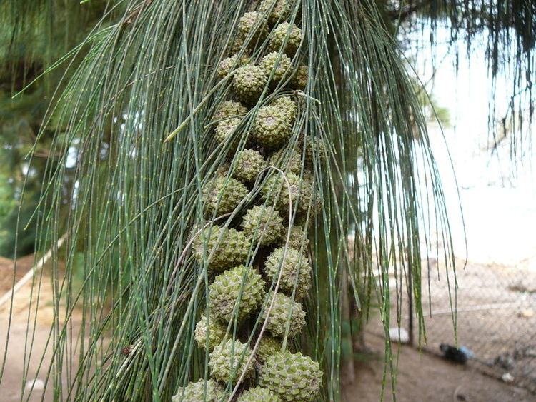 Casuarina equisetifolia Coast sheoak Casuarina equisetifolia L