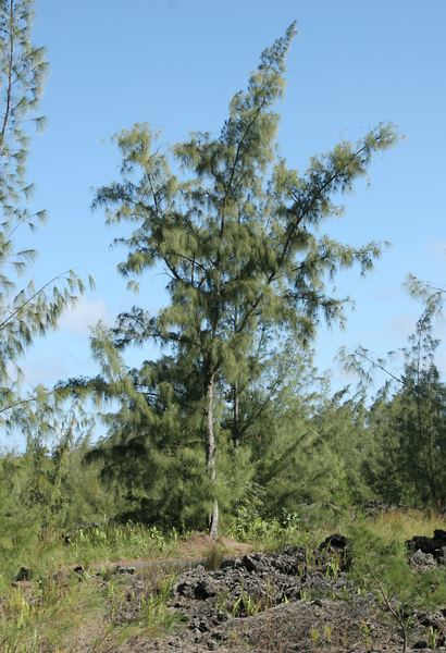 Casuarina equisetifolia Casuarina equisetifolia Common Ironwood Beach Sheoak Horsetail