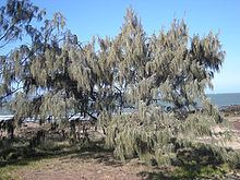 Casuarina equisetifolia Casuarina equisetifolia Wikipedia