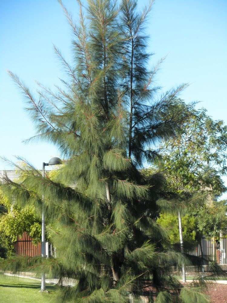 Casuarina equisetifolia Kazurfa Wikiwand