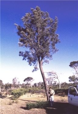 Casuarina obesa Factsheet Casuarina obesa