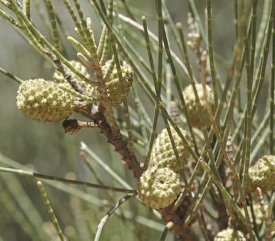 Casuarina obesa keyslucidcentralorgkeysv3scotiakeyPlants20