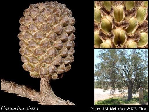 Casuarina obesa Casuarina obesa Miq FloraBase Flora of Western Australia