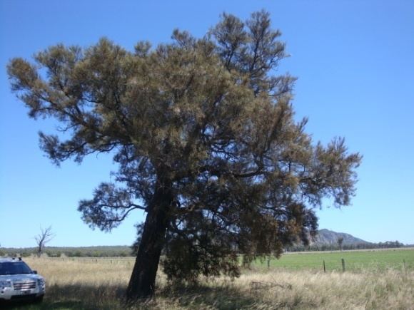 Casuarina obesa 141132jpg