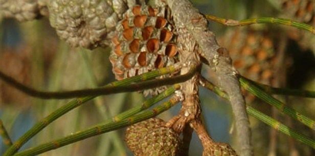 Casuarina obesa Western Swamp Oak Plant Guide Lifestyle HOME