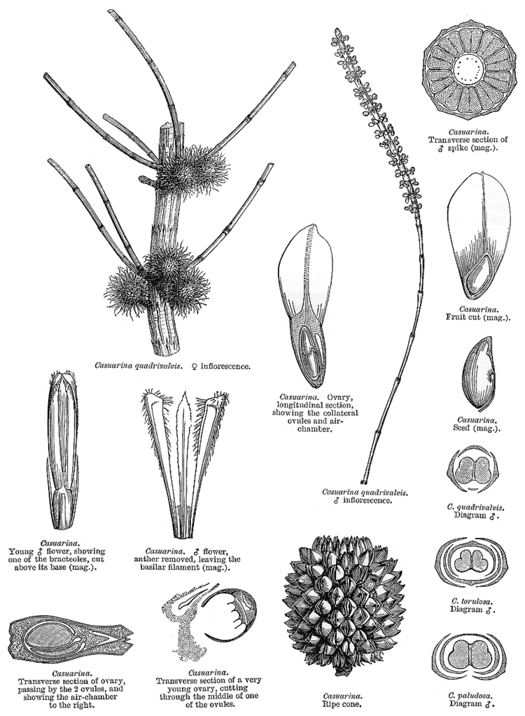 Casuarinaceae Angiosperm families Casuarinaceae R Br