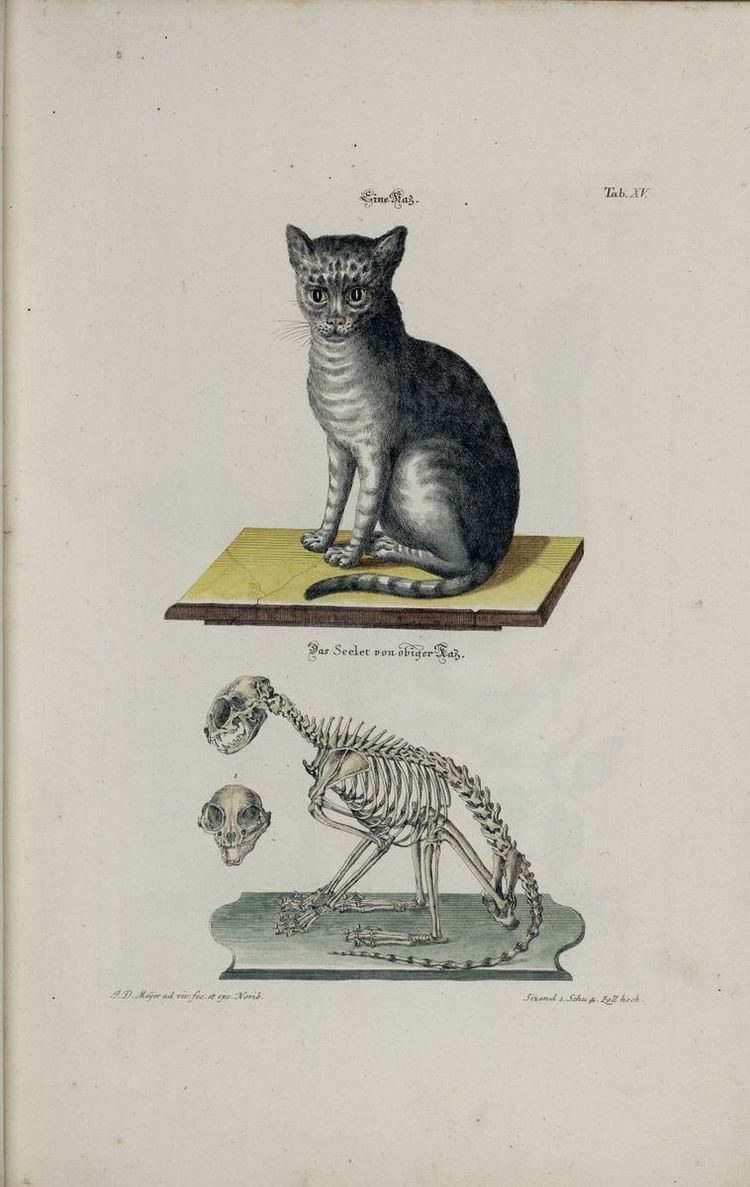 Cat anatomy - Alchetron, The Free Social Encyclopedia