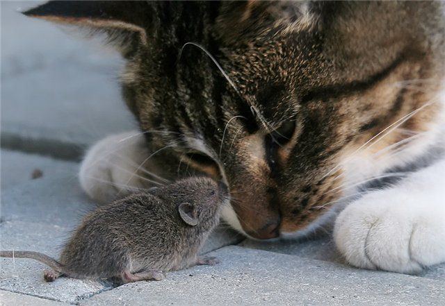 Cat and mouse Cat and Mouse 1Funnycom