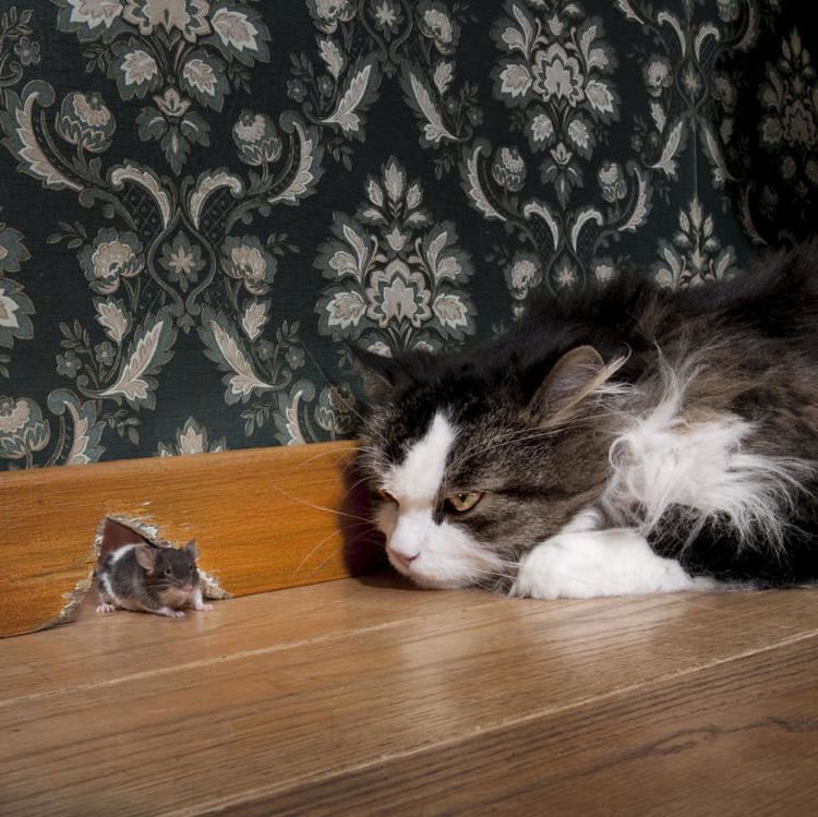 Cat and mouse Hackers and defenders continue cybersecurity game of cat and mouse