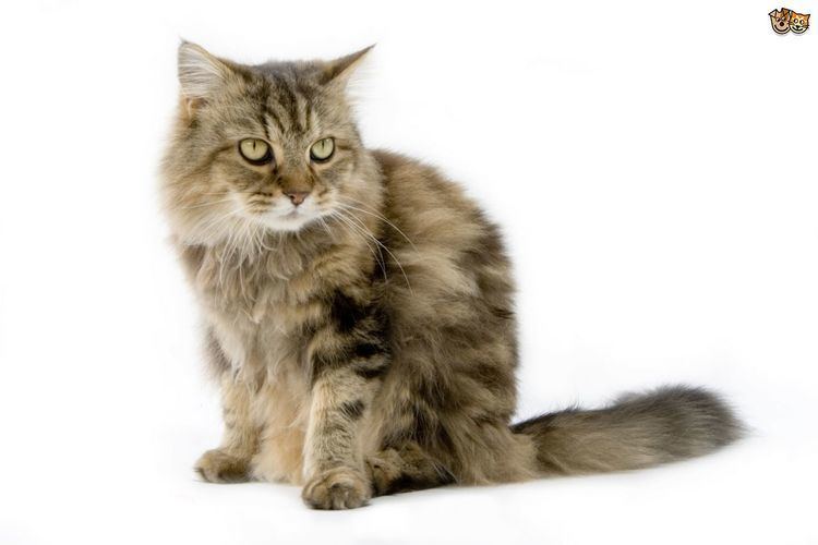 Cat The top 8 largest domestic cat breeds Pets4Homes