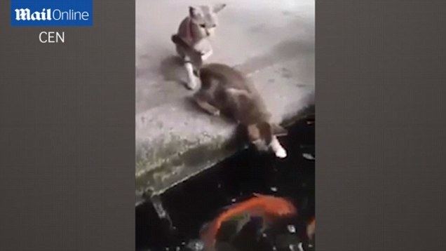 Cat Fishin movie scenes Unbelievable moment KITTEN gets dragged by FISH into pond