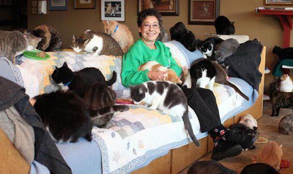 Cat lady Reallife cat lady Woman lives with 1100 rescue cats UK News