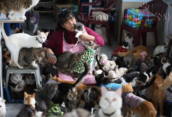 Cat lady The Definition Of Cat Lady Doesn39t Have To Be Bad A Peruvian Nurse