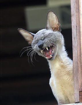 Cat Laughs My cat laughs Funny pictures Humor pics