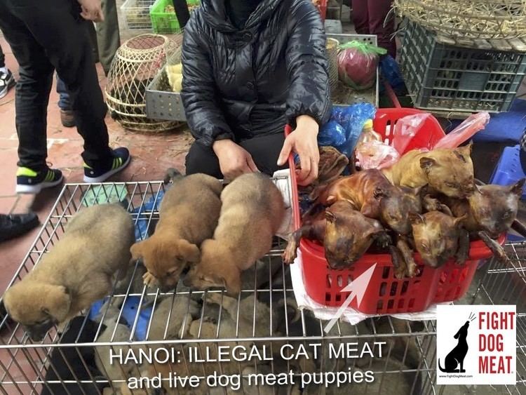 Cat meat Vietnam Hanoi Illegal Cat Meat and Live Dog Meat Puppies Fight