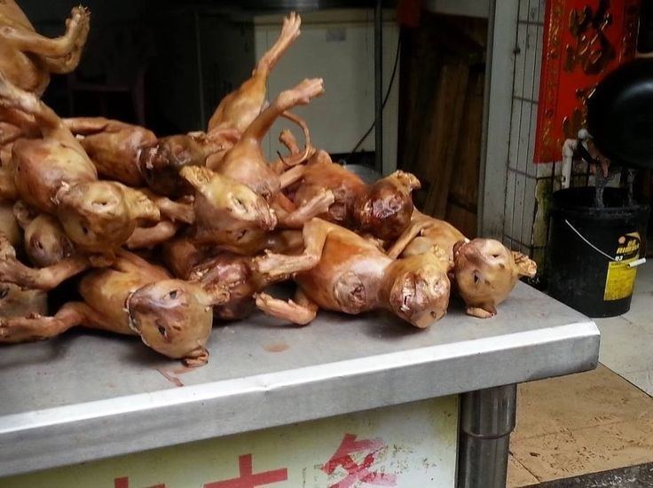 Cat meat 1000 images about Stop dog and cat meat trade sign petitions for