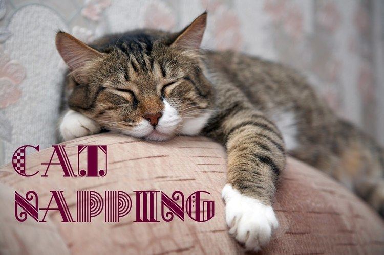Cat Napping Cat Napping Relaxation music for Cats YouTube
