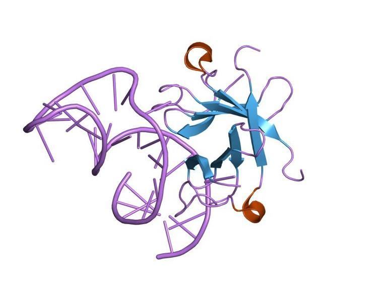 CAT RNA-binding domain