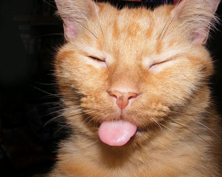Cat tongue 1000 images about Cat tongue on Pinterest Tabby cats Cute cats