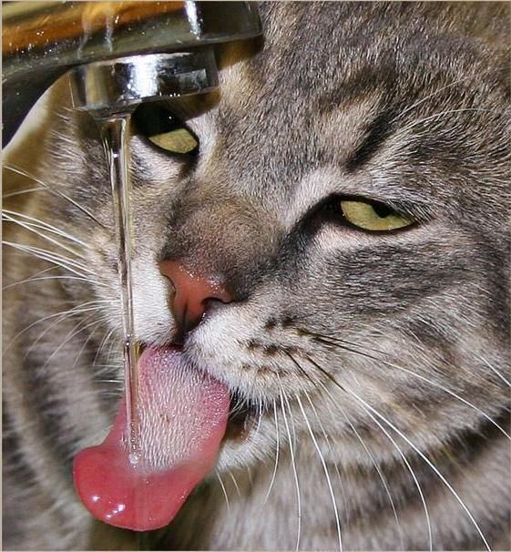 Cat tongue Cat tongue happy for some fresh running water Animal Tongues R US