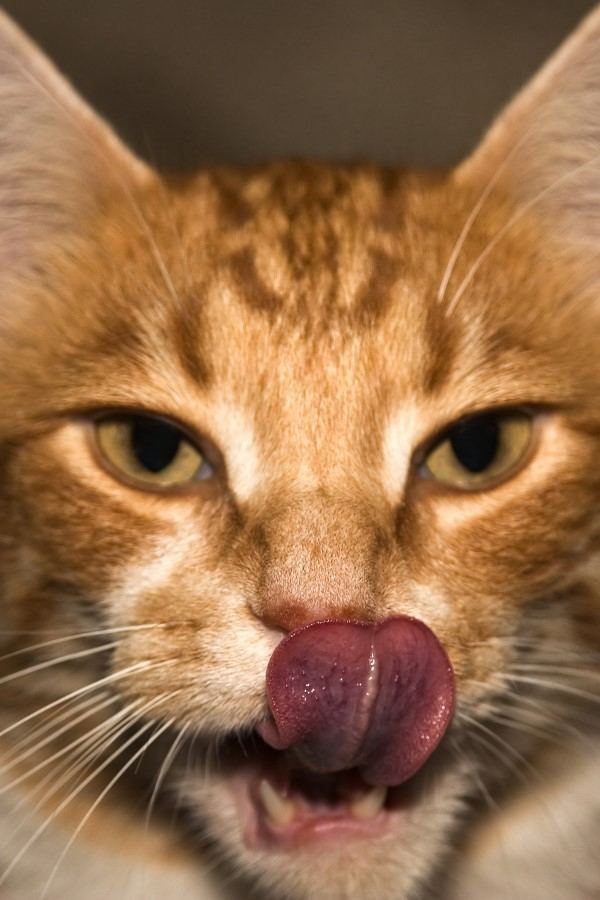 Cat tongue wonderopolisorgwpcontentuploads201409dream