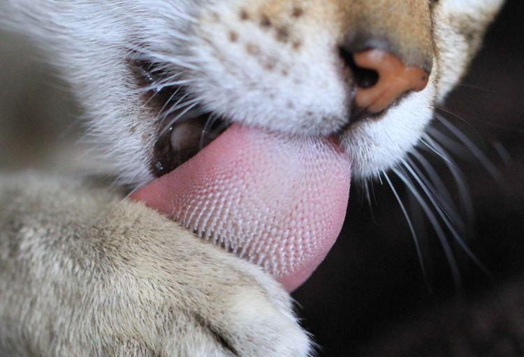 Cat tongue Cat Tongue All About Your Cat39s Tongue General Cat Articles
