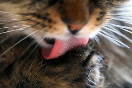 Cat tongue Interesting Facts About Your Cats Tongue