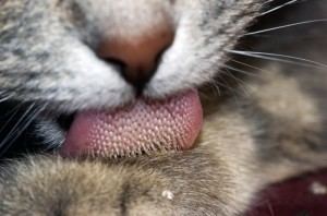 Cat tongue The Amazing Feline Tongue Cats International