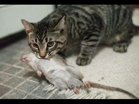 Cat vs Rat Fight Cat vs Rat YouTube
