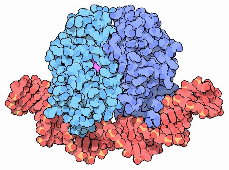 Catabolite activator protein