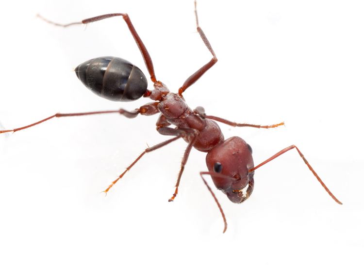 Cataglyphis Ants Kalytta Cataglyphis nodus