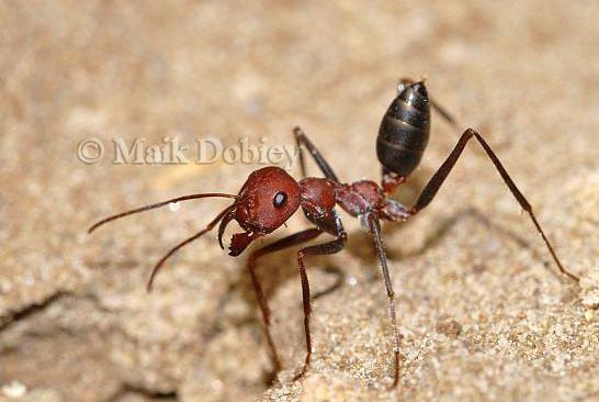 Cataglyphis CalPhotos Cataglyphis spec Desert Ant