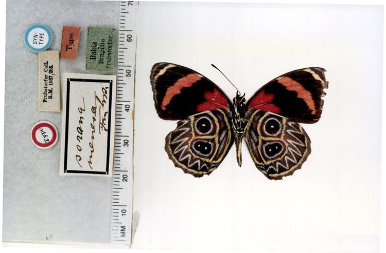 Catagramma Callicore s sorana type specimens