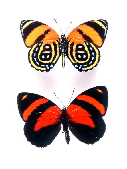 Catagramma godofinsectscom BrushFooted Butterflies Catagramma spp