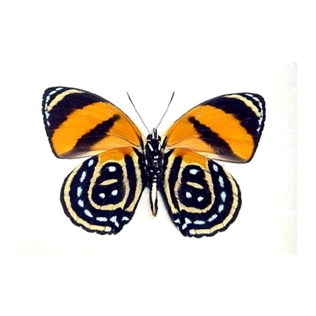 Catagramma Catagramma cyonsura orange swirl butterfly Real Butterfly Gifts