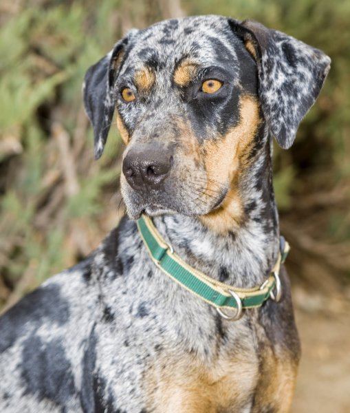 Catahoula Cur 10 Cool Facts About Catahoula Leopard Dogs catahoulaleoparddog