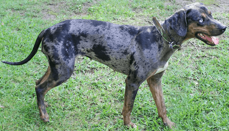 Catahoula Cur Catahoula Cur