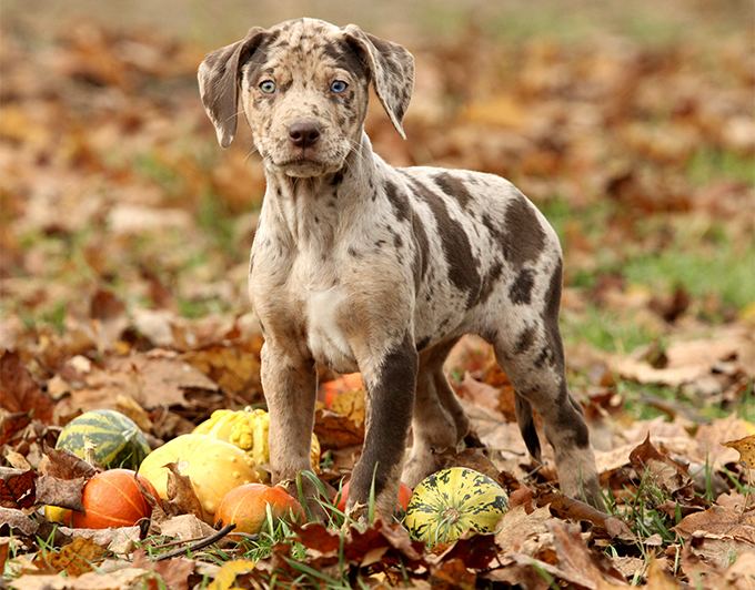 Catahoula Cur Catahoula Leopard Dog Breed Information Pictures Characteristics