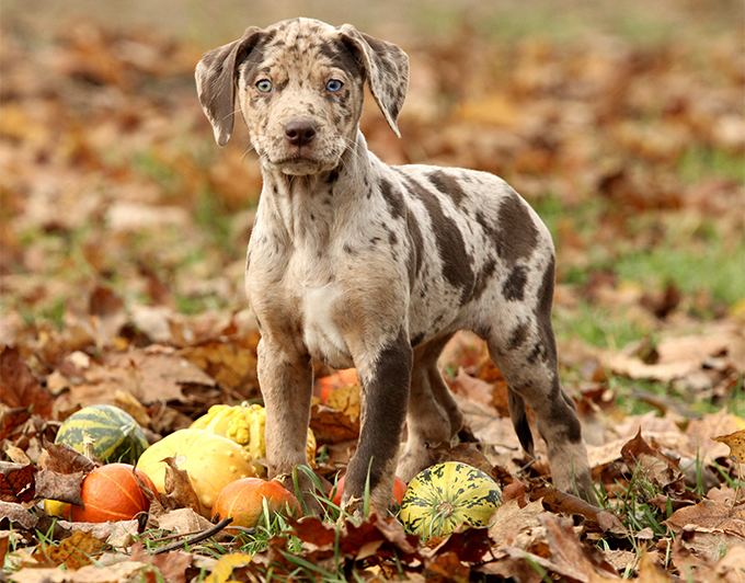 catahoula cur