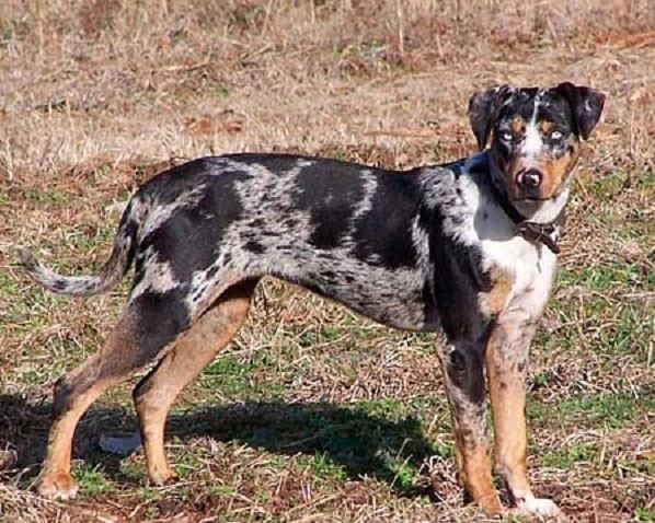 Catahoula Cur 1000 images about Catahoula Leopard Dog on Pinterest Puppys
